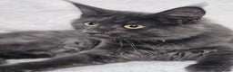Maine Coon cats for sale: Black Smoke Kittens - Advert 3
