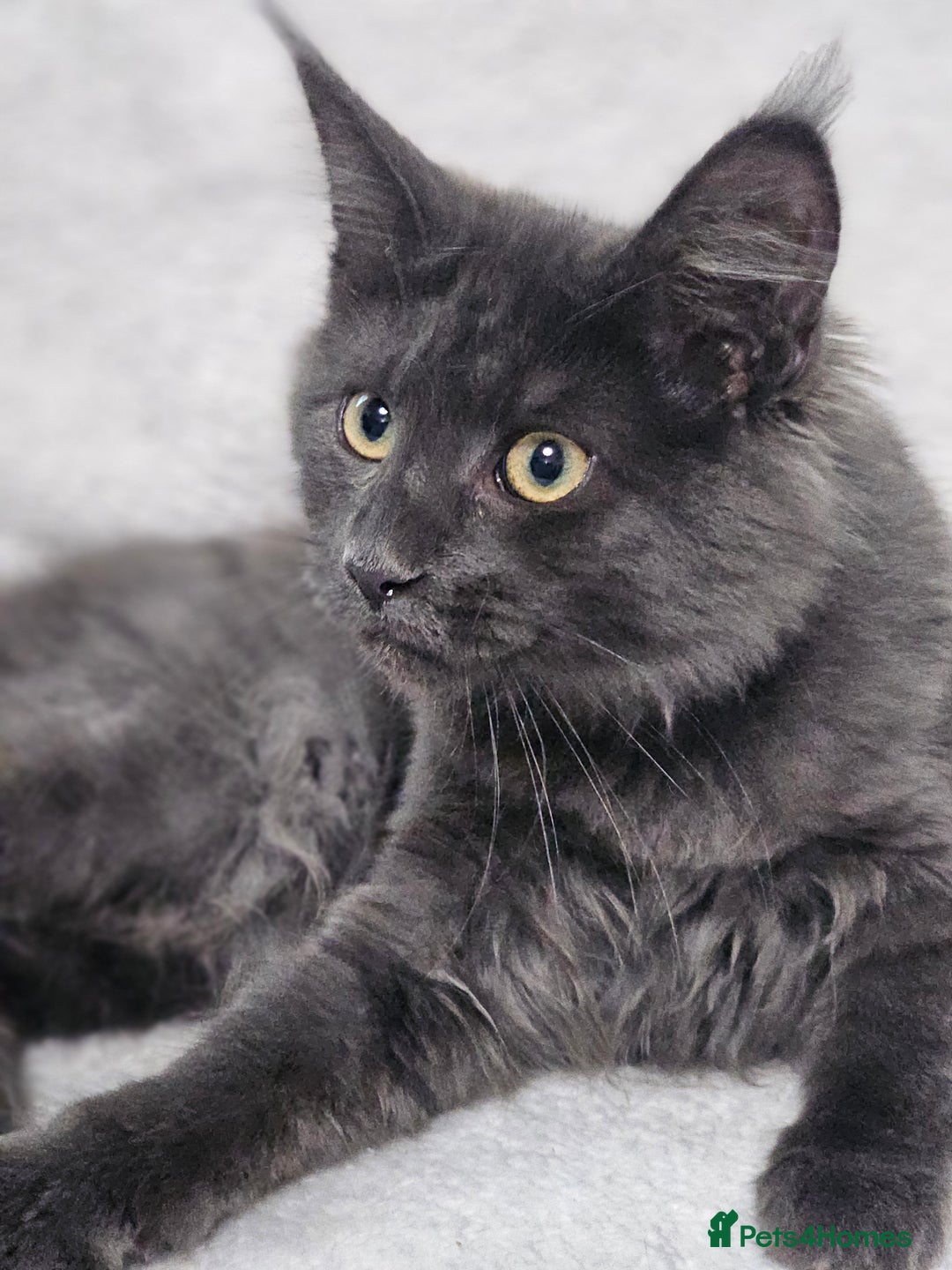 Maine Coon cats for sale: Black Smoke Kittens - Advert 3