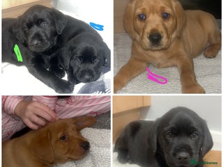 Labrador Retriever dogs KC Labrador FTCH hereditary clear pups - Advert 9