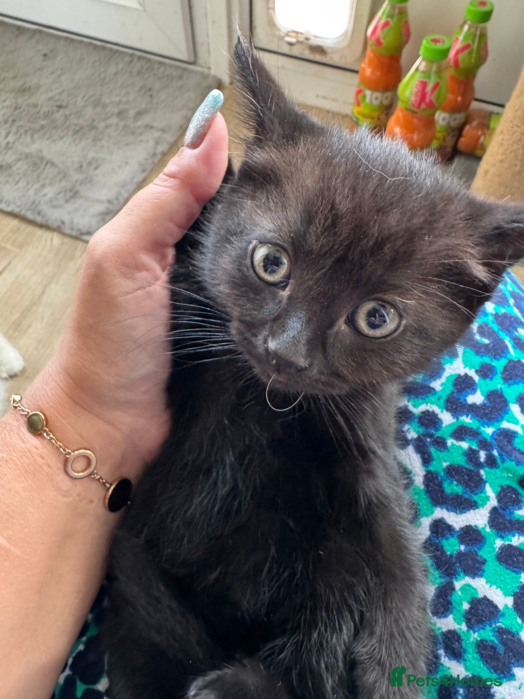 Mixed Breed cats for sale: Gorgeous Ragdoll Mix Kittens Ready for Loving Home - Image 10