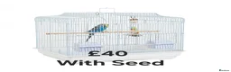 Budgerigars birds for sale: Baby Budgies, Tame Budgies, and Cockatiels - Advert 5