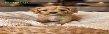 Cavapoo Puppy 1