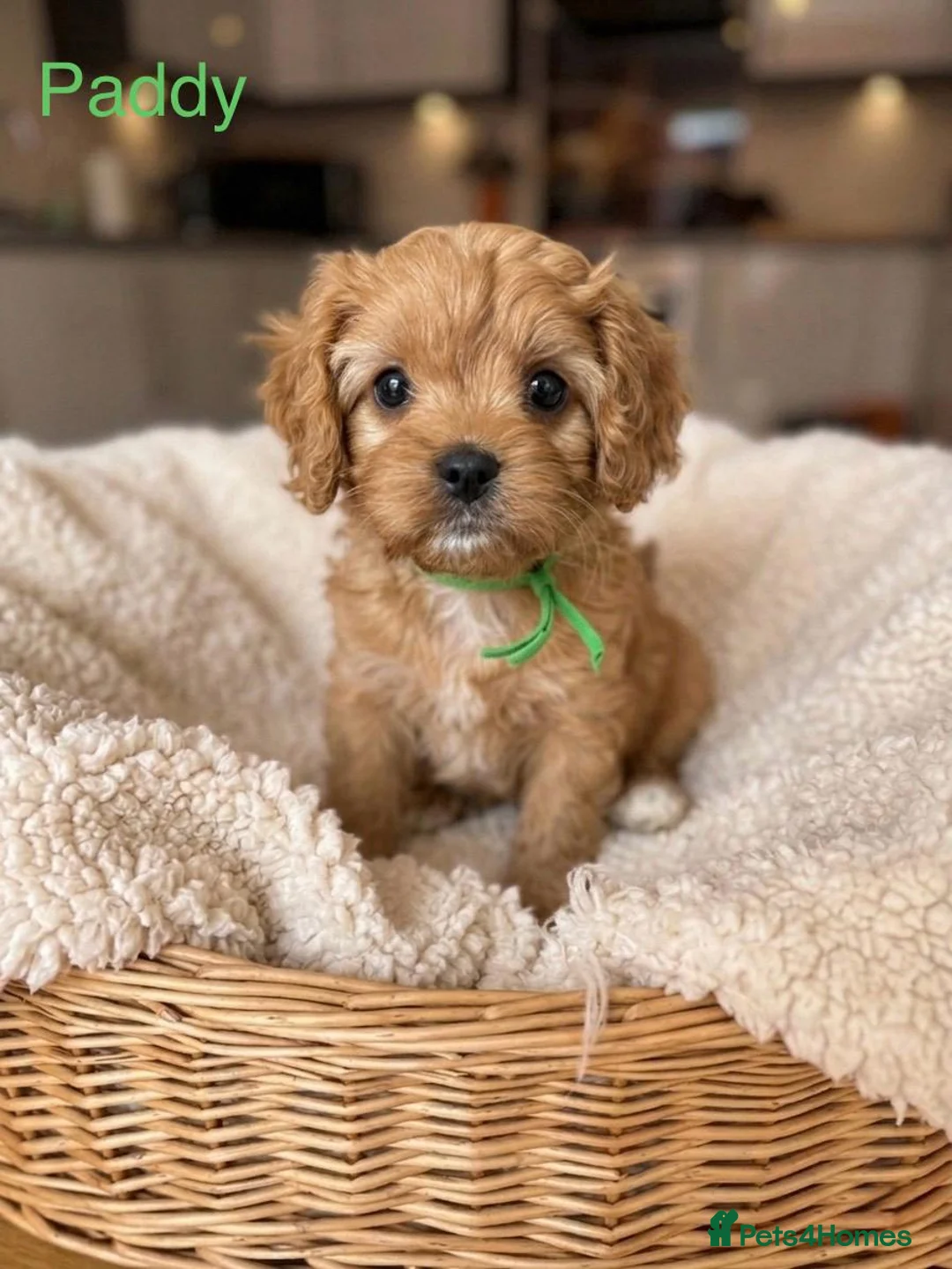 Cavapoo dogs for sale: READY NOW F1 Cavapoo pups health tested - Advert 6