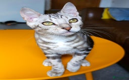 Bengal cats for sale: Exceptional Bengal kittens Available  - Image 24