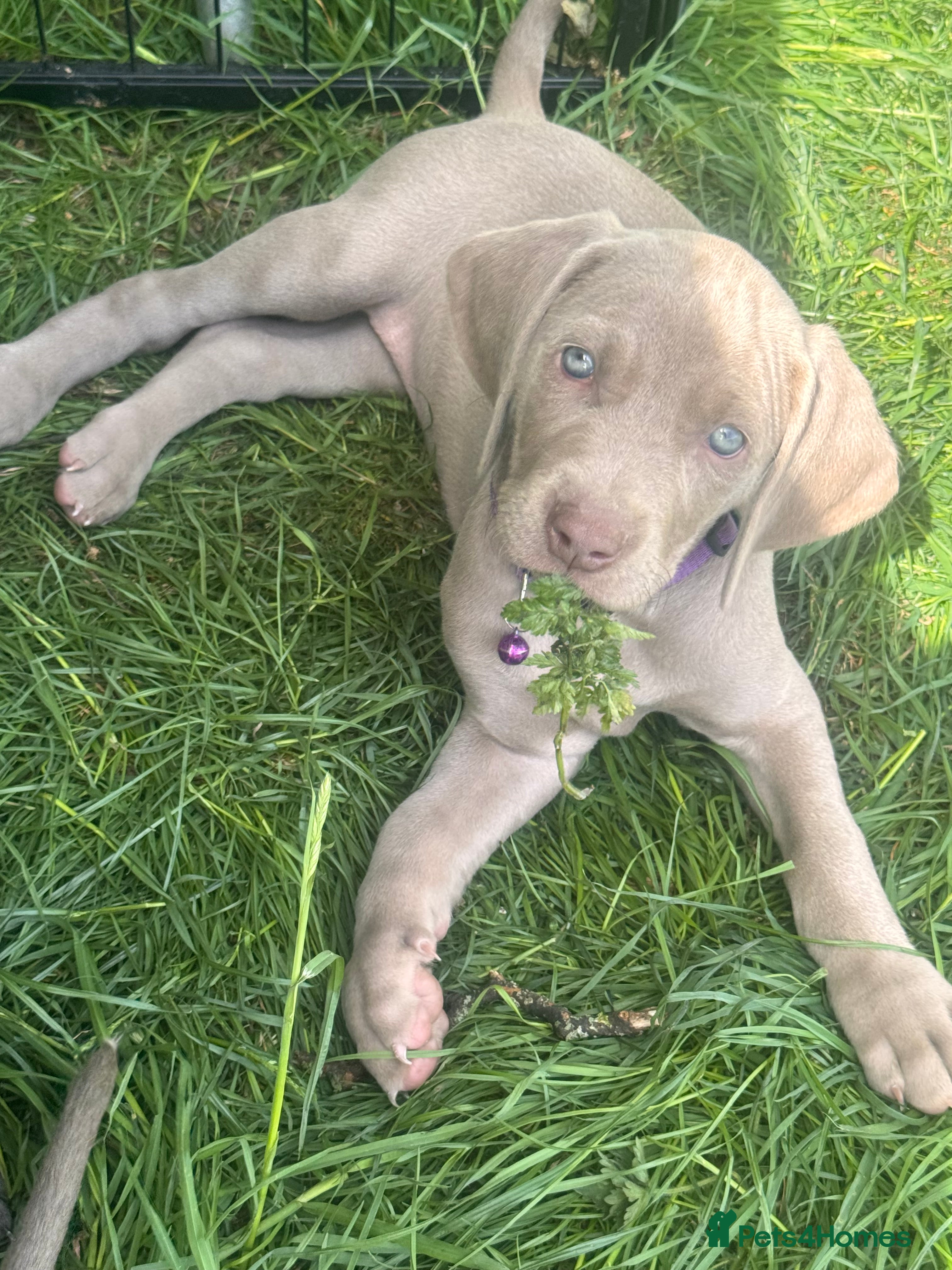Weimaraner dogs ✨KC Weimaraner REDUCED GOING AWAY✨ - Advert 2