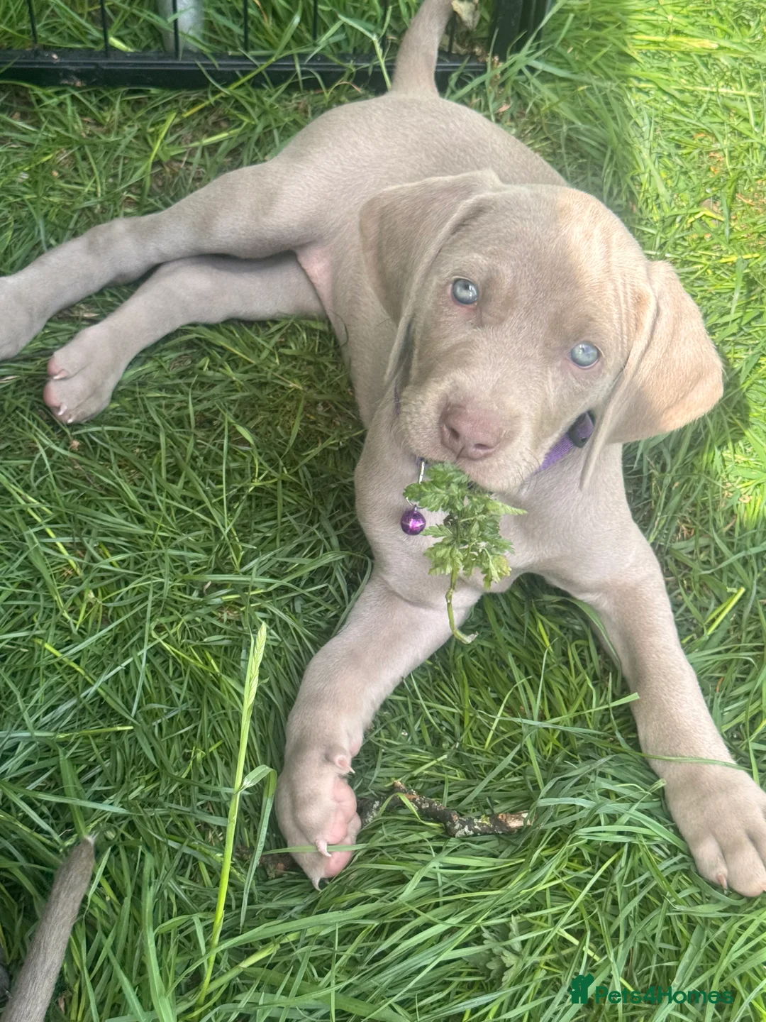 Weimaraner dogs for sale: ✨KC Weimaraner REDUCED GOING AWAY✨ - Advert 2