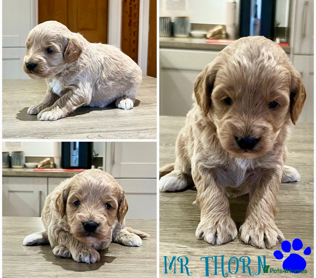 Cockapoo dogs for sale: Beautiful health tested cockapoos, ready Nov 💙💗 - Image 6