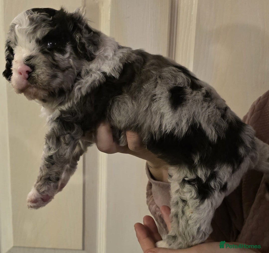 Cavapoo dogs for sale: Merle cavapoo boys  - Advert 8