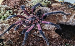 Tarantulas invertebrates for sale: TARANTULAS for SALE!!! - Advert 6