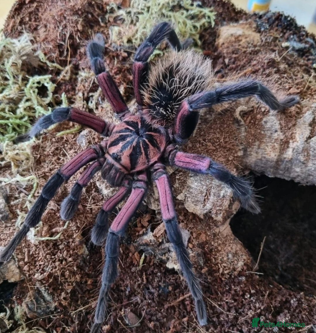 Tarantulas invertebrates for sale: TARANTULAS for SALE!!! - Advert 6