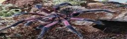 Tarantulas invertebrates for sale: TARANTULAS - LAST FEW LEFT!!! - Advert 1