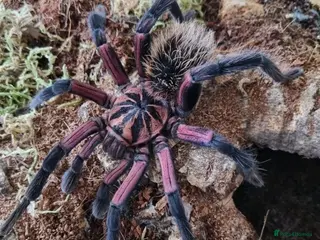 Tarantulas invertebrates TARANTULAS - Pulchra, Immanis, Iheringi & more... - Advert 18
