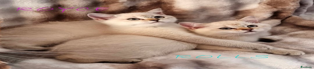 ROLLS