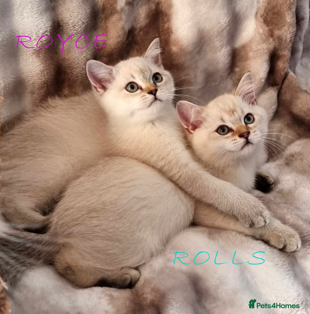 British Shorthair cats for sale: GOLDEN & COLOURPOINT BSH KITTENS, READY TO GO! - Image 9