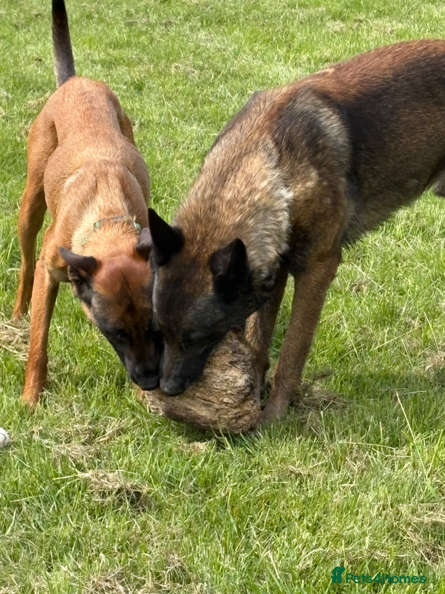 Belgian Shepherd Dog dogs for sale: **READY NOW** Belgian Mallinois Pups - Advert 16