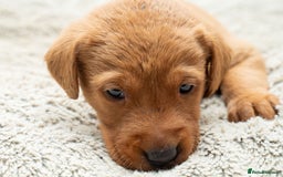 Labrador Retriever dogs for sale: Stunning Fox Red Labrador Puppies For Sale - Image 7
