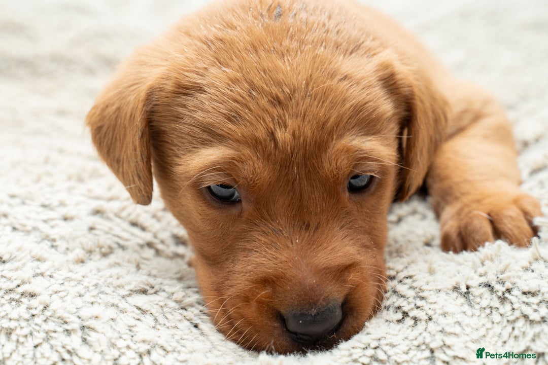 Labrador Retriever dogs for sale: Stunning Fox Red Labrador Puppies For Sale - Image 7