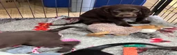 Cocker Spaniel dogs for sale: Working Cocker Spaniel Pups  - Advert 12