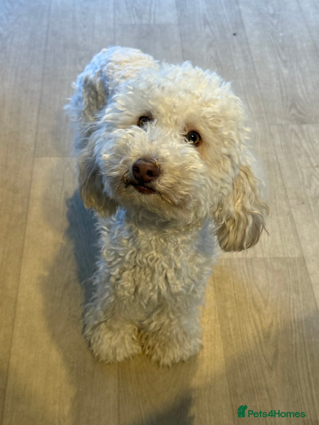 Yorkiepoo dogs for sale: Yorkiepoos - Image 25