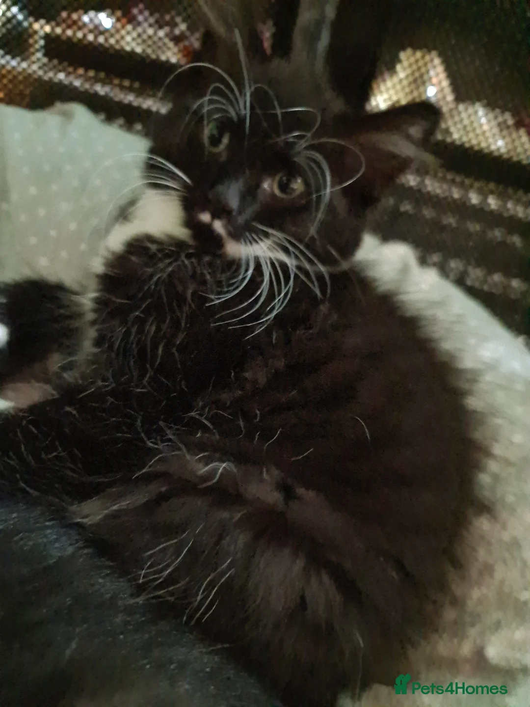 Mixed Breed cats for sale: Mixed bread - Advert 5