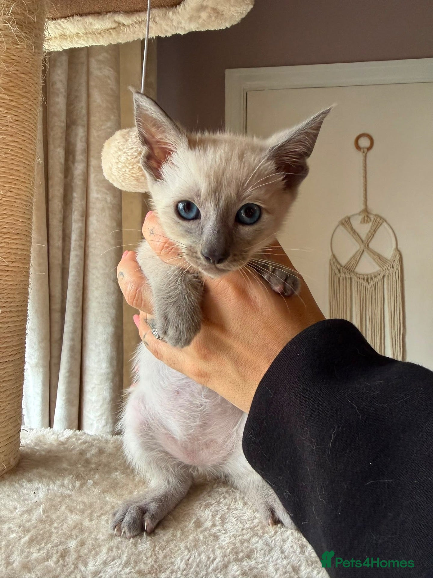 Mixed Breed cats Beautiful Siamese Cross Kittens – Lilac Point Dad - Advert 1