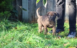 Presa Canario dogs for sale: Presa canario puppies (recognised breeder) - Image 23
