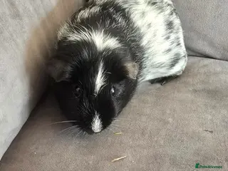 Guinea Pig rodents Mix of girls and boys - Advert 1