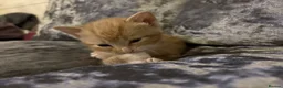 Mixed Breed cats for sale: Beautiful playfull kittens  in Nottingham - Advert 17