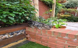 British Shorthair cats for sale: 4 month kitten vacinated and microchipped  - Image 5