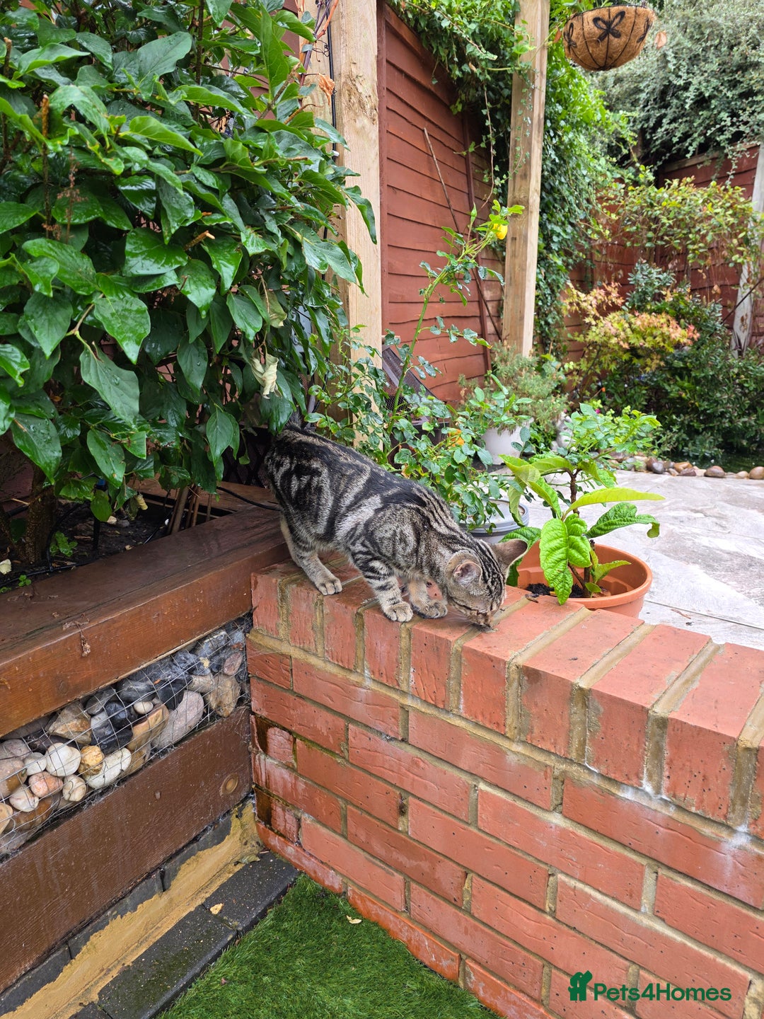 British Shorthair cats for sale: 4 month kitten vacinated and microchipped  - Image 5