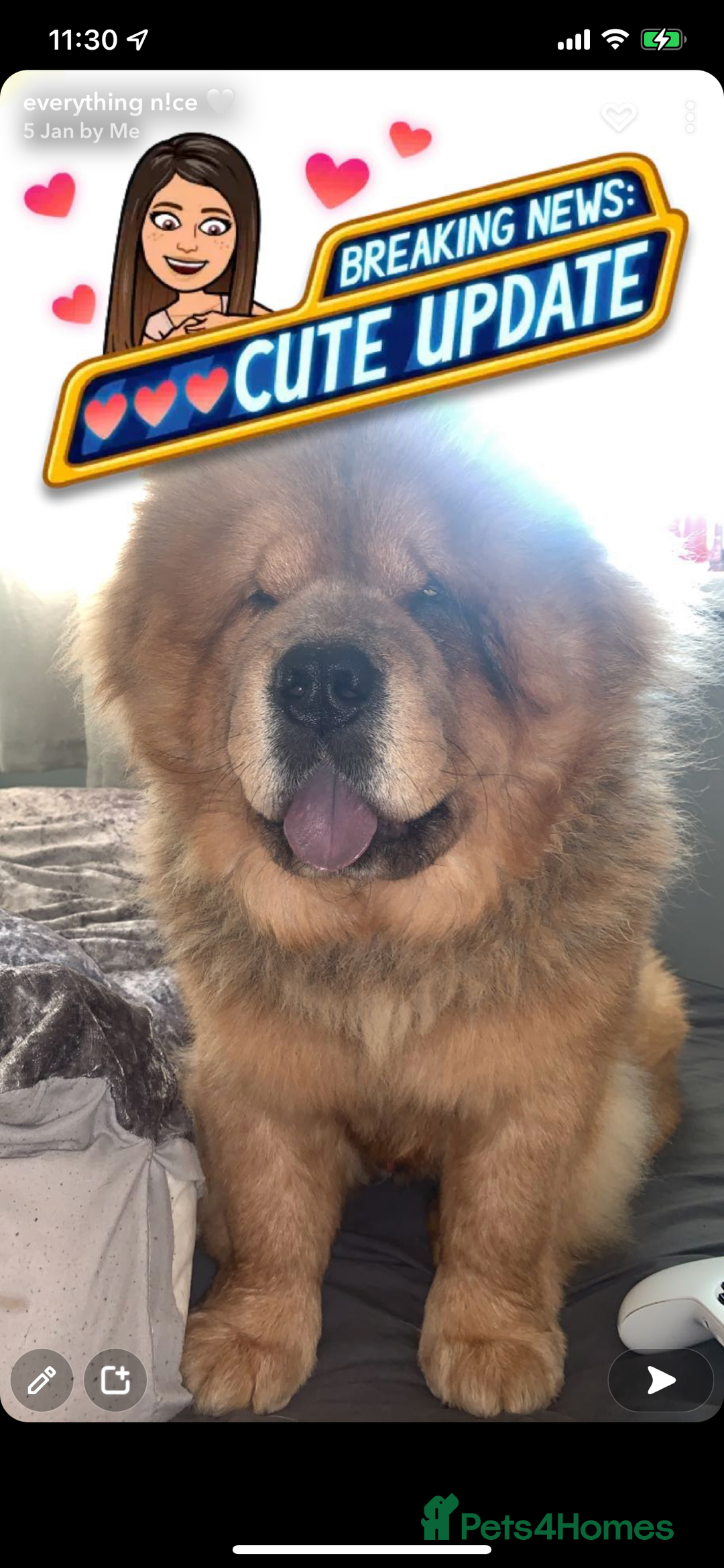 Chow Chow dogs for sale: beautiful chow male - Advert 9