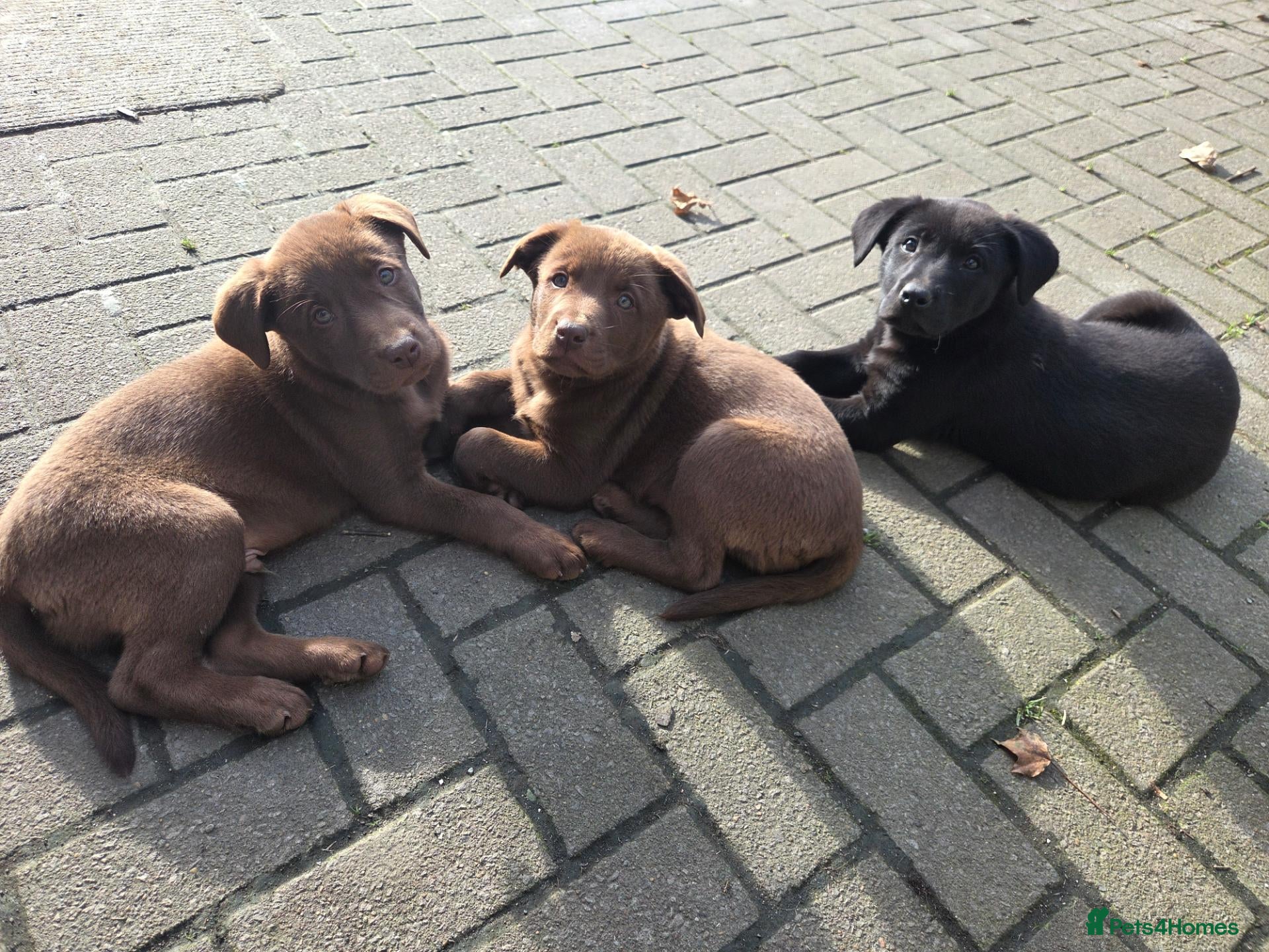 Labrador Retriever dogs 3 gorgeous labs - Advert 10