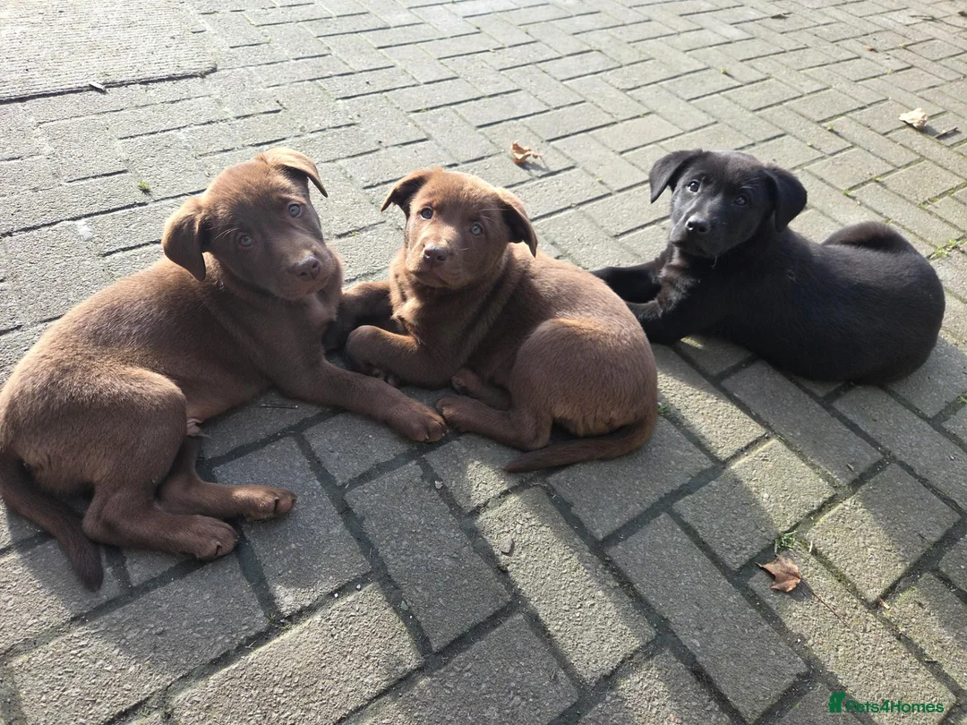Labrador Retriever dogs for sale: 3 gorgeous labs - Advert 1