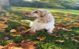 Cocker Spaniel dogs for sale: 3 Year Old Beautiful Show Cocker  - Image 2
