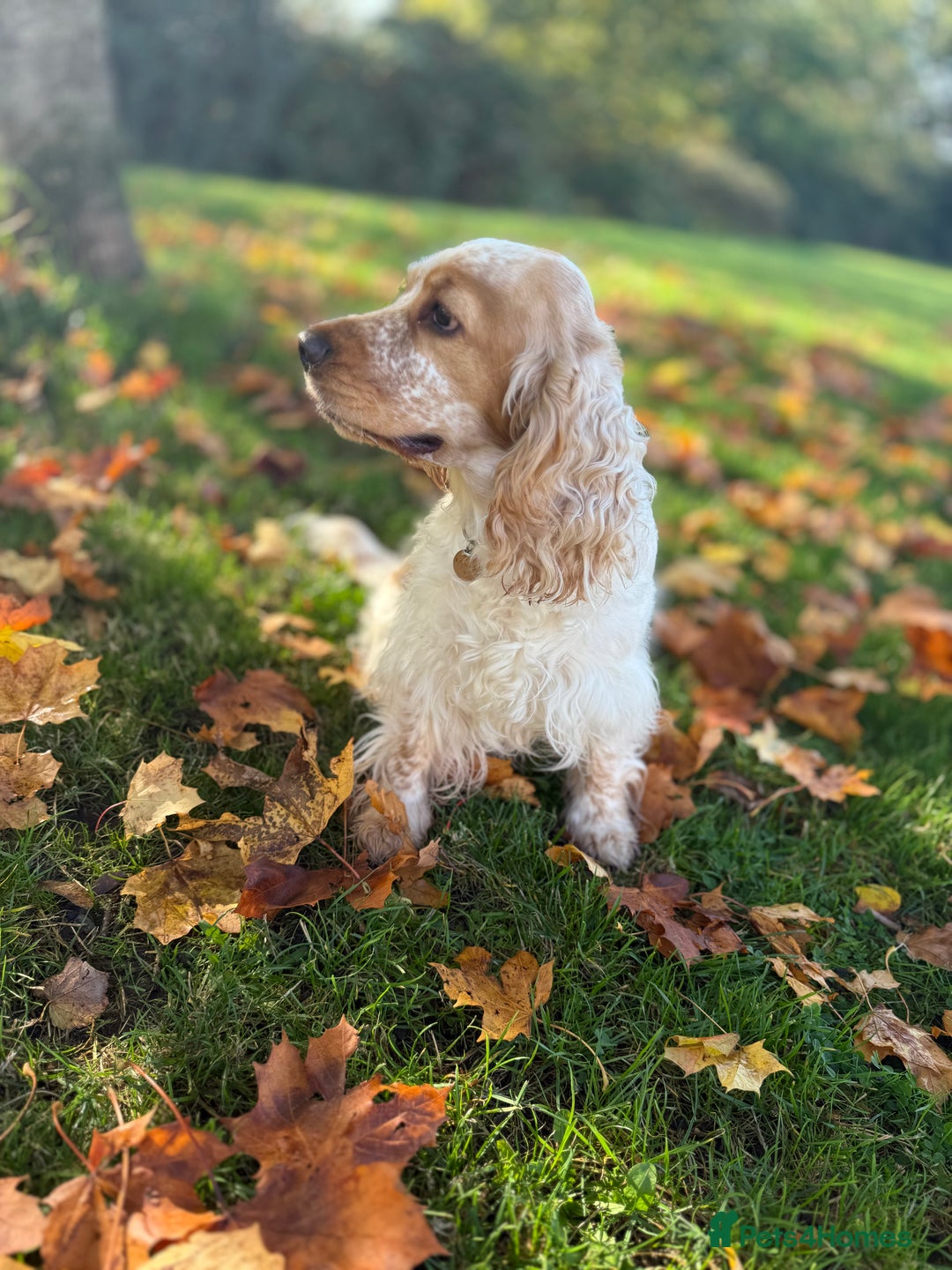 Cocker Spaniel dogs for sale: 3 Year Old Beautiful Show Cocker  - Image 2