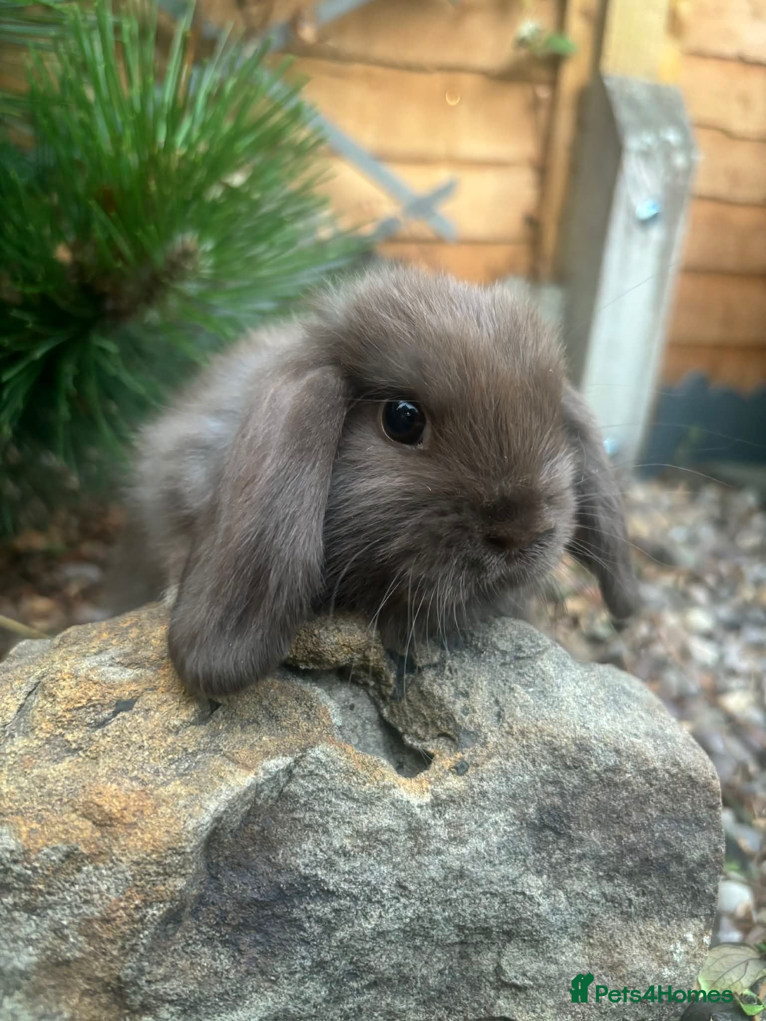 Mixed Breed rabbits 4 mini lops 3 boys 1 girl - Advert 5