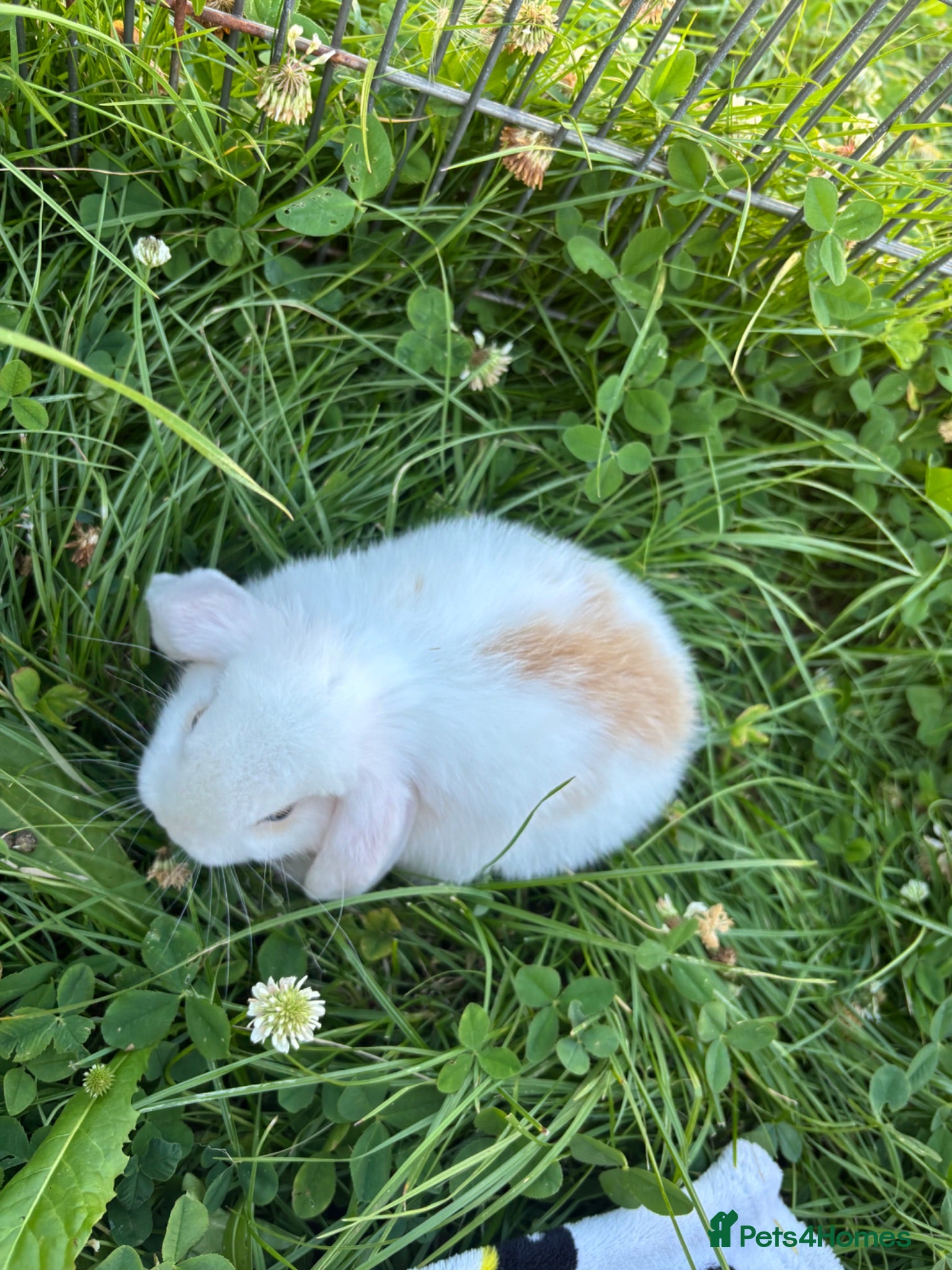 Mini Lop rabbits Adorable Mini Lop Babies - Advert 6