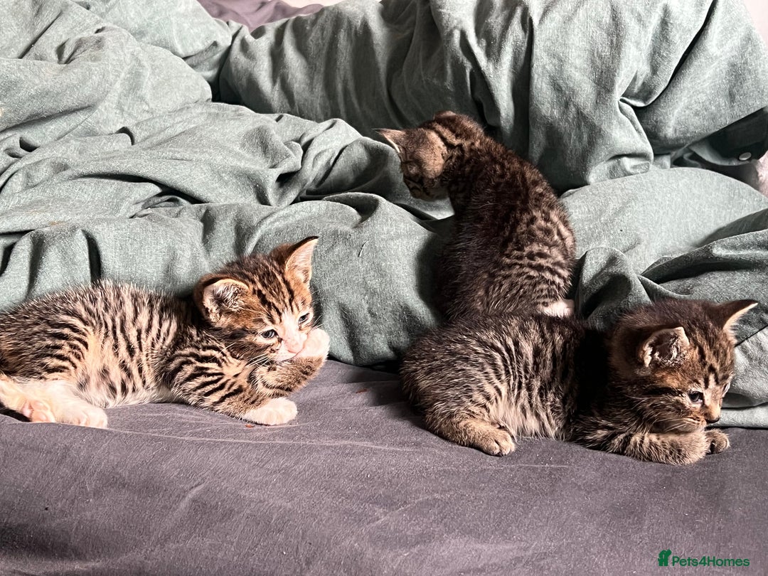 Mixed Breed cats for sale: 3 playful kittens  - Image 7