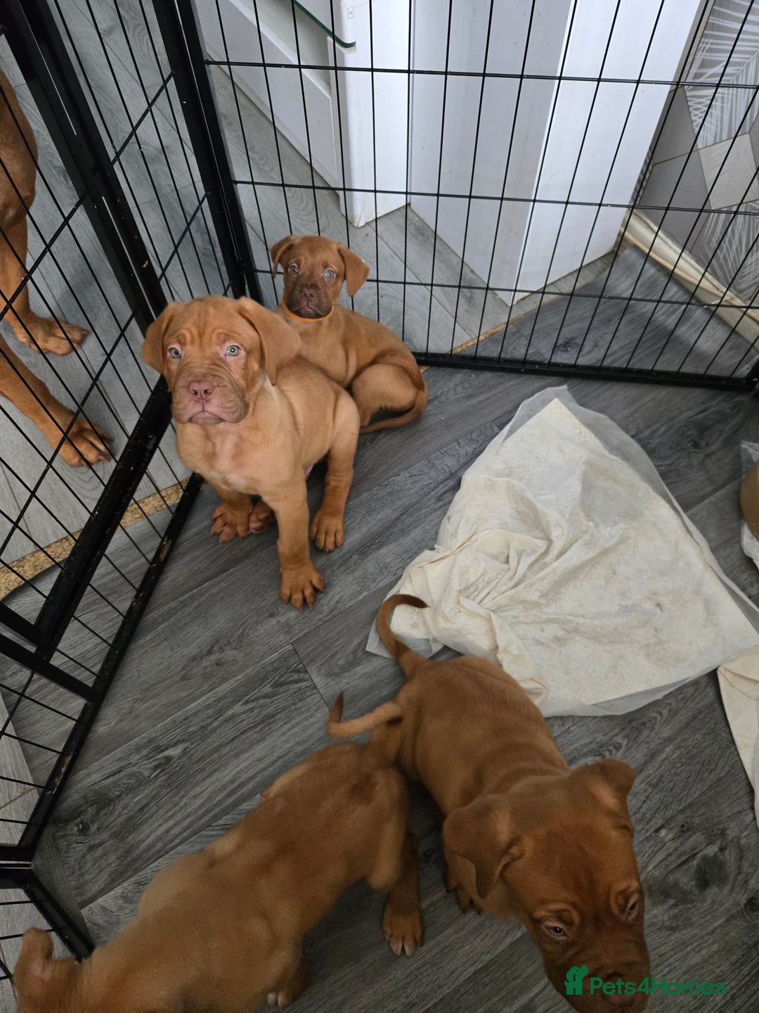 Dogue De Bordeaux dogs for sale: Reduced kc registered dogue de Bordeaux pups - Image 28