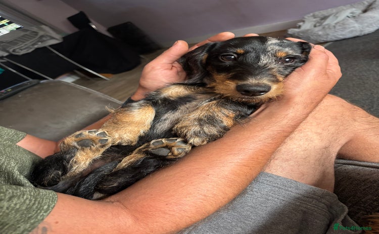 Miniature Dachshund dogs in Harrogate - Advert 3