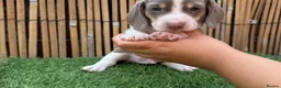 Miniature Dachshund dogs for sale: Lovely miniature dachshunds puppies for sale in Hastings - Advert 3