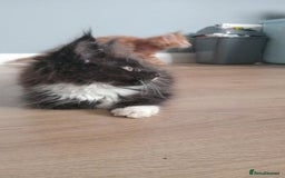 Maine Coon cats for sale: 4 boys for sale - Image 4