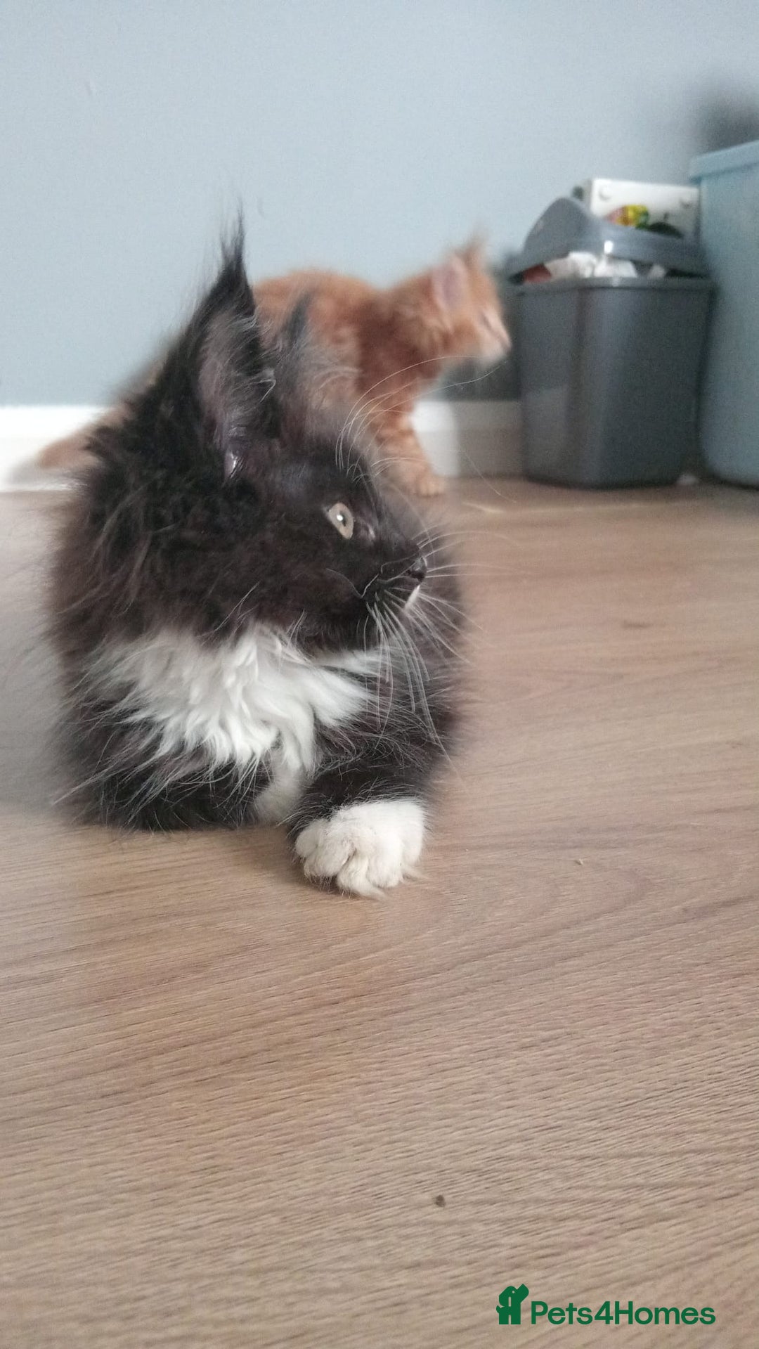 Maine Coon cats for sale: 4 boys for sale - Image 4