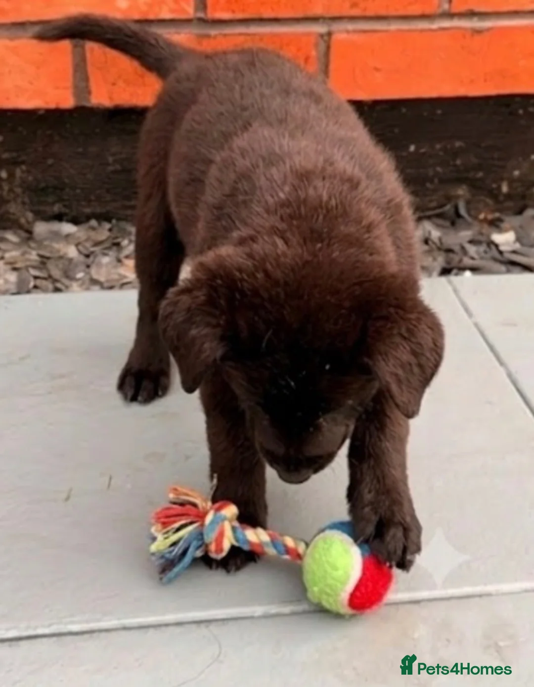 German Shepherd dogs for sale: Last female GSD puppy left - Advert 5