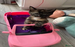 British Shorthair cats for sale: Gorgeous Kittens For Sale, Very Loving & Playful - Image 4