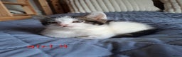 Domestic Shorthair cats for sale: 3 gorgeous kittens for sale - Advert 22