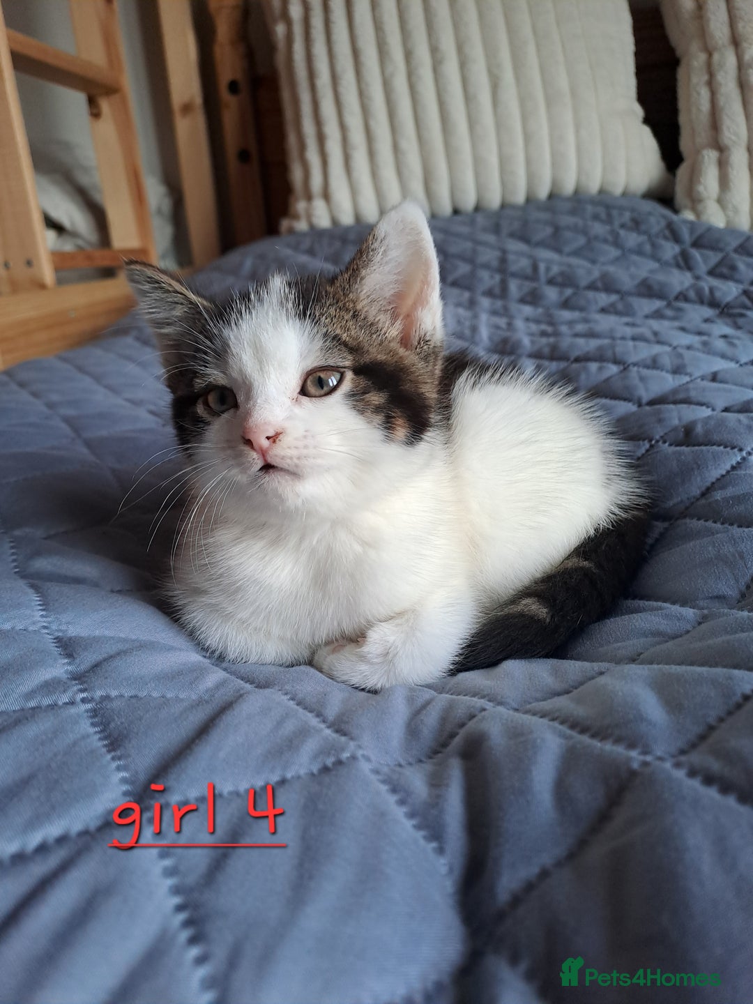 Domestic Shorthair cats for sale: 3 gorgeous kittens for sale - Advert 22
