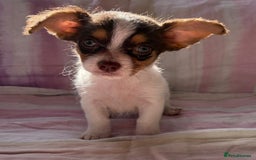 Chihuahua dogs for sale: Chihuahua cross King Charles  - Image 2