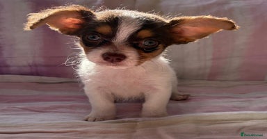 Chihuahua dogs - Advert 3
