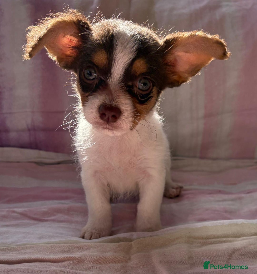 Chihuahua dogs for sale: Chihuahua cross King Charles  - Image 2